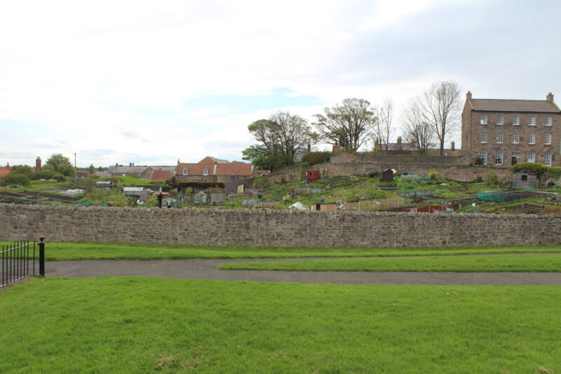 Allotment Association Launches Attitude Survey After Review Links Plot Neglect To ‘Diminished Seasonal Enthusiasm’